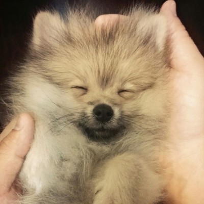 cute-pomeranian6