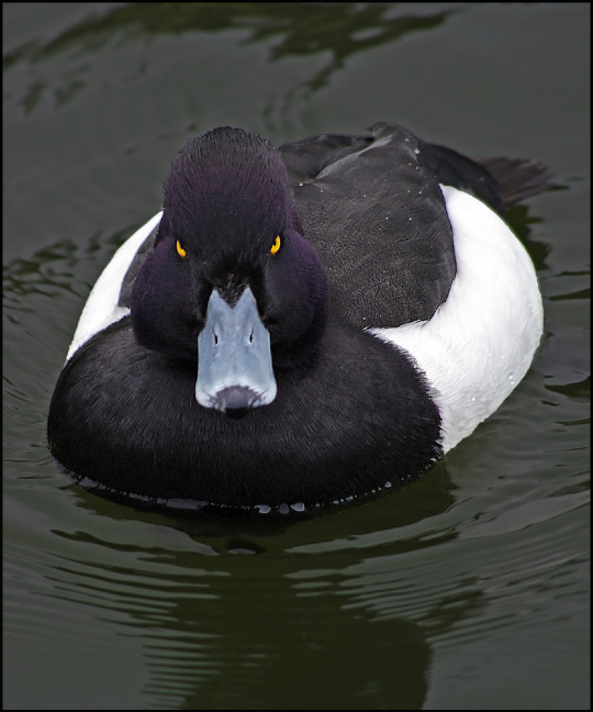 mad-advice-mallard